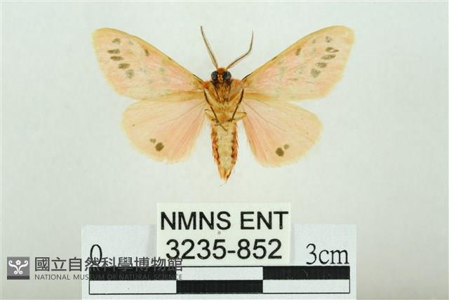 三條橙燈蛾藏品圖，第2張