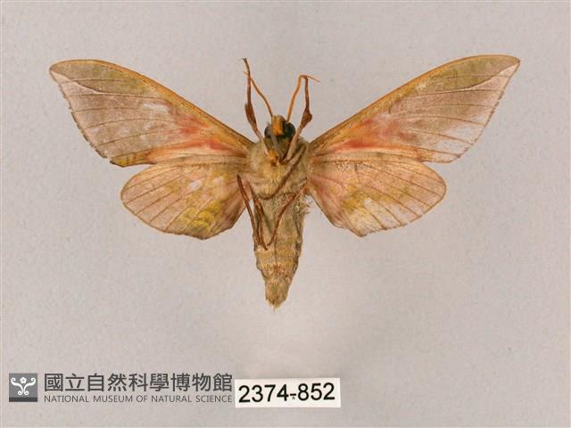 榆綠天蛾藏品圖，第2張