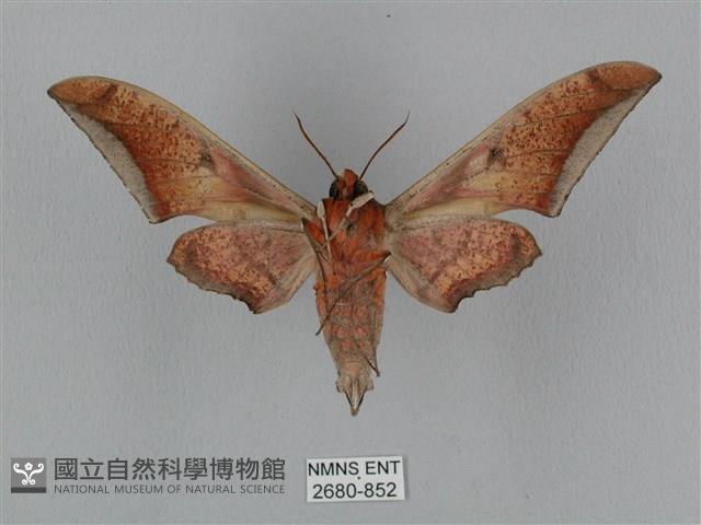 黑帶鷹翅天蛾藏品圖，第2張