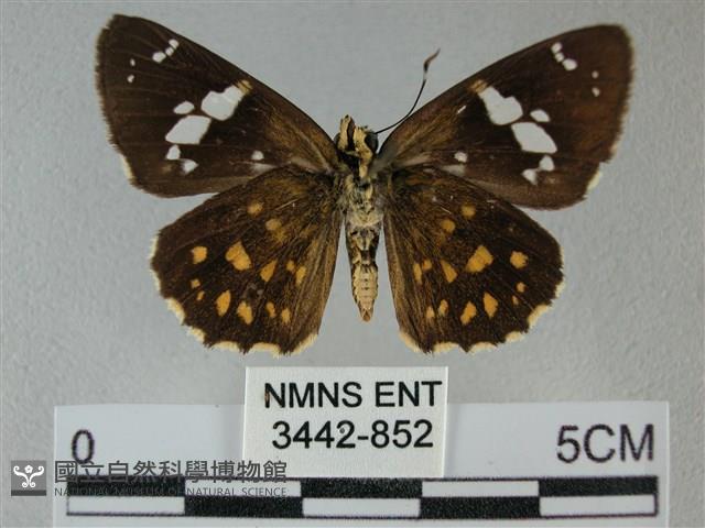 小星弄蝶藏品圖，第2張