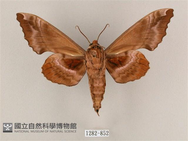 盾天蛾藏品圖，第2張