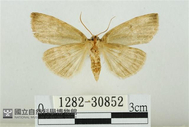 霧社環波紋蛾藏品圖，第2張