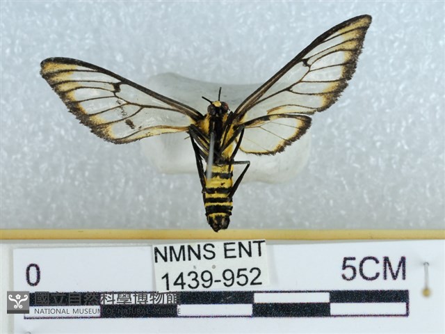 登錄號:001439-00952藏品圖，第2張