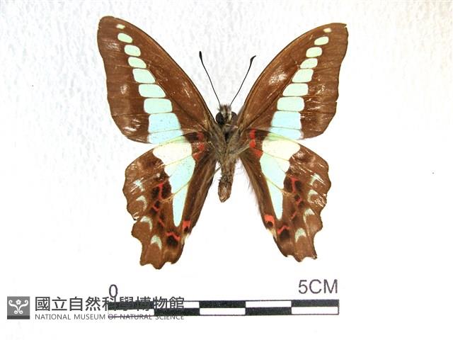 青帶鳳蝶藏品圖，第2張