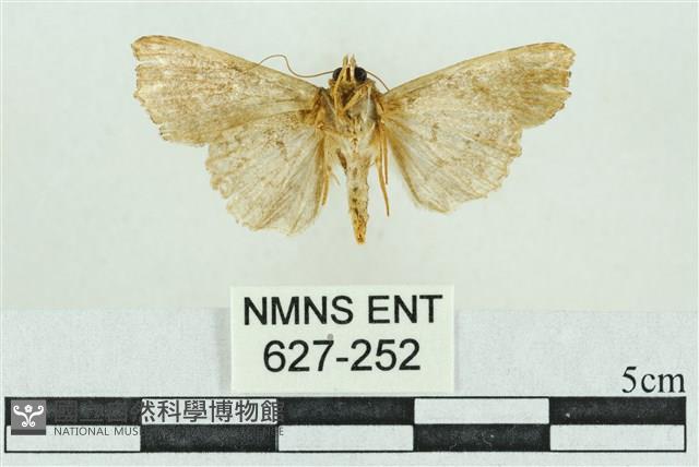 粉紅帶散紋夜蛾藏品圖，第2張