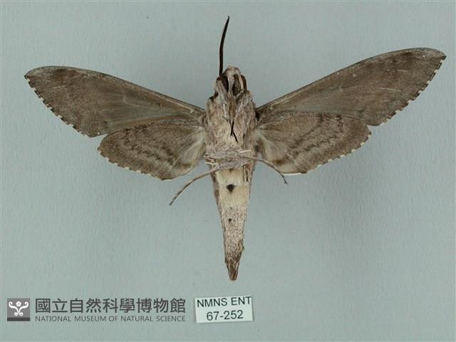 蝦殼天蛾藏品圖，第2張