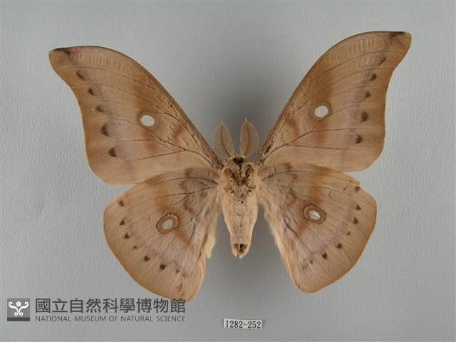 姬透目天蠶蛾藏品圖，第2張