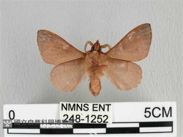 薄翅枯葉蛾藏品圖，第2張