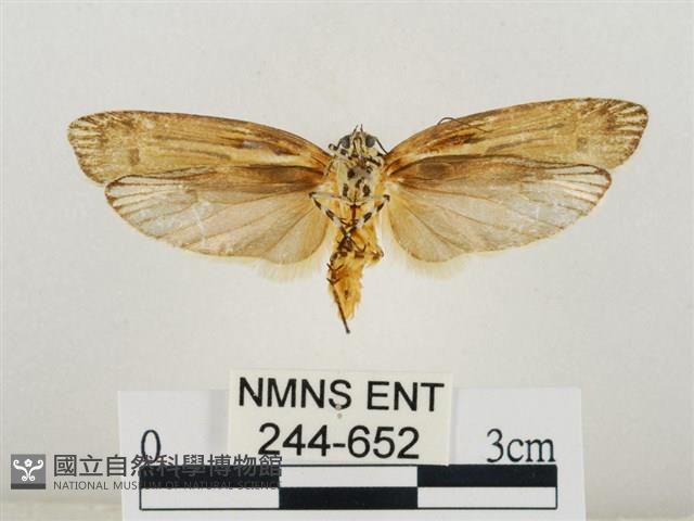 線紋篩蛾藏品圖，第2張