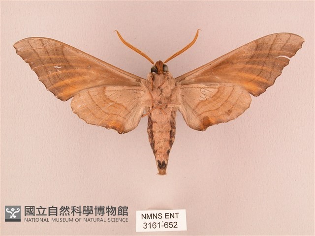 栗六點天蛾藏品圖，第2張