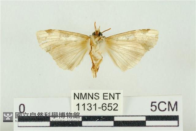 連珠波紋蛾藏品圖，第2張