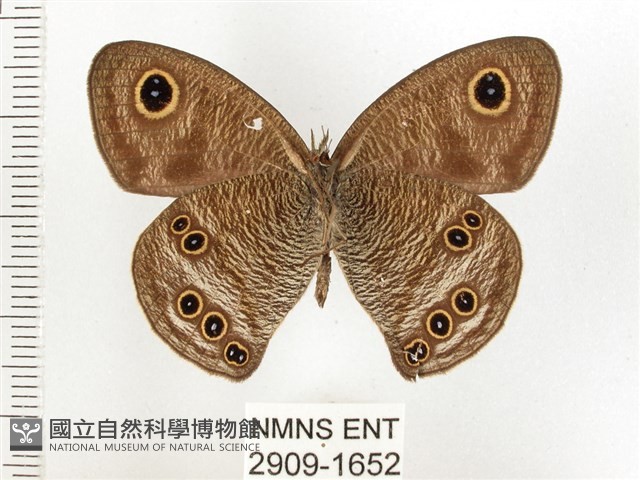 狹翅波眼蝶藏品圖，第2張