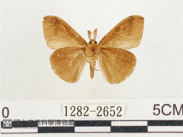 小白紋毒蛾藏品圖，第2張