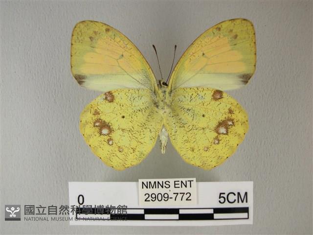 異粉蝶、雌白黃蝶藏品圖，第2張