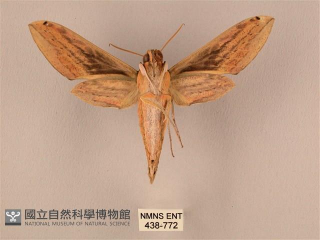 棕綠背線天蛾藏品圖，第2張