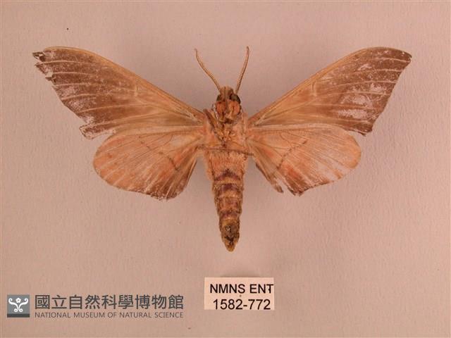 直翅六點天蛾藏品圖，第2張