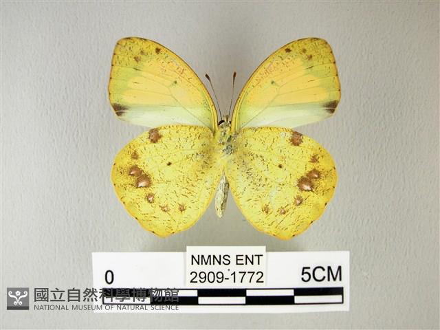 異粉蝶、雌白黃蝶藏品圖，第2張