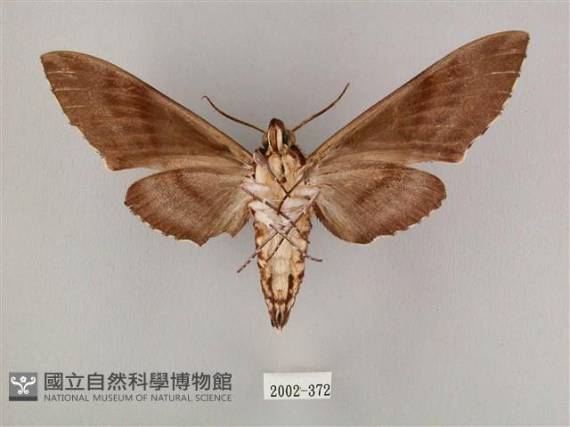 粗斜紋天蛾藏品圖，第2張