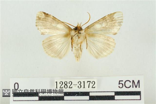 連珠波紋蛾藏品圖，第2張