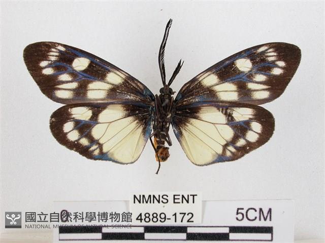 蓬萊茶斑蛾藏品圖，第2張