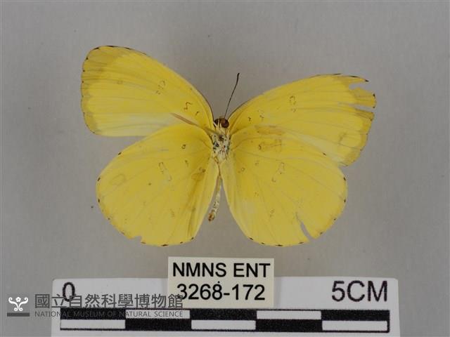 亮色黃蝶藏品圖，第2張