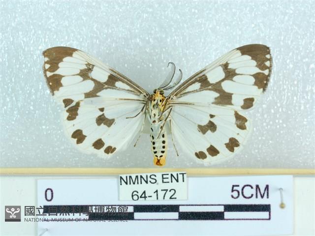 粉蝶燈蛾藏品圖，第2張