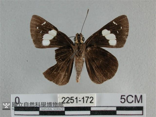 曲紋袖弄蝶藏品圖，第2張