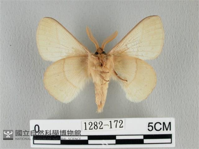 青枯葉蛾藏品圖，第2張