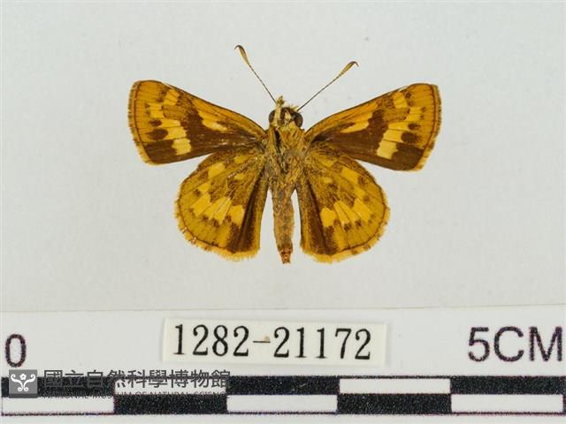 淡黃斑弄蝶藏品圖，第2張