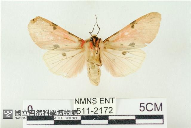 棍棒污燈蛾藏品圖，第2張