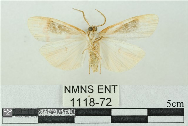臺雪苔蛾藏品圖，第2張