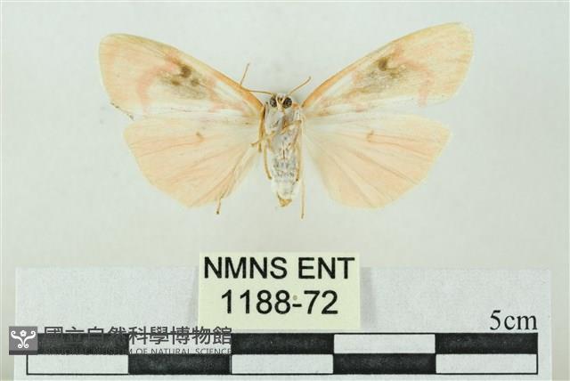 臺雪苔蛾藏品圖，第2張