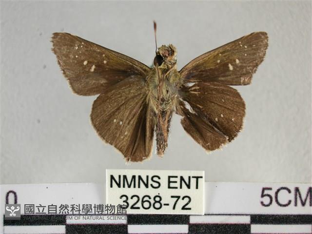 尖翅褐弄蝶藏品圖，第2張