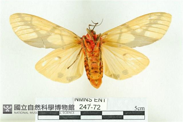 乳白斑燈蛾藏品圖，第2張