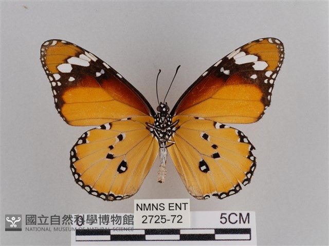 樺斑蝶藏品圖，第2張