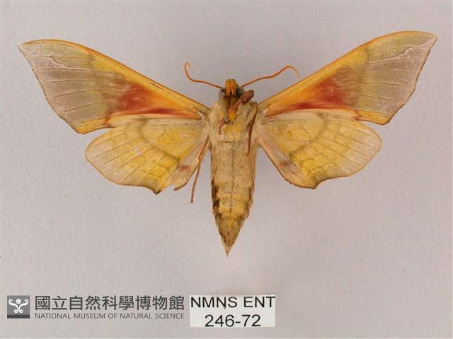 榆綠天蛾藏品圖，第2張