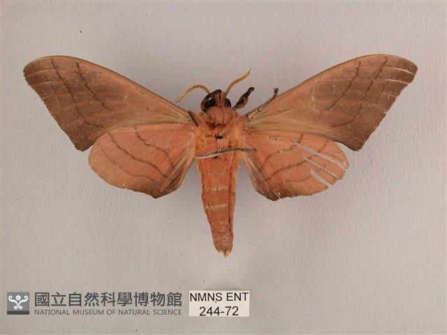 直翅六點天蛾藏品圖，第2張