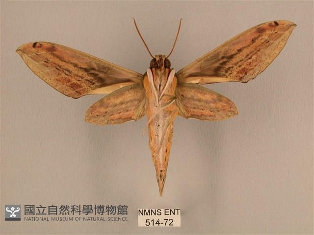 棕綠背線天蛾藏品圖，第2張