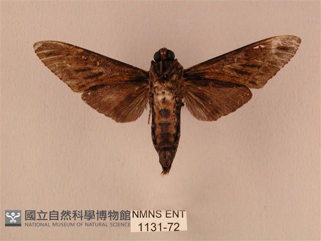 白星天蛾藏品圖，第2張