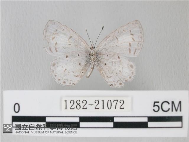 靛色琉灰蝶藏品圖，第2張