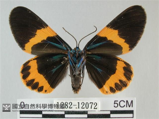 橙帶藍尺蛾藏品圖，第2張