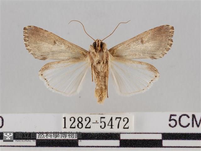 斜紋夜盜蛾藏品圖，第2張