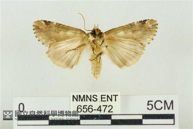 連珠波紋蛾藏品圖，第2張