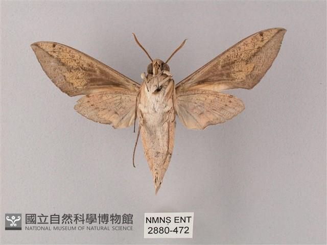 藏斜紋天蛾藏品圖，第2張