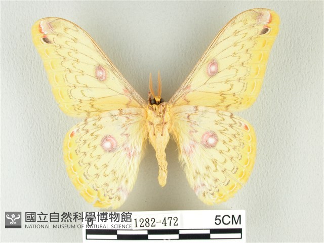 黃豹天蠶蛾藏品圖，第2張
