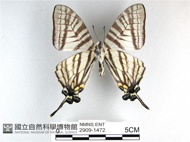 劍鳳蝶藏品圖，第2張