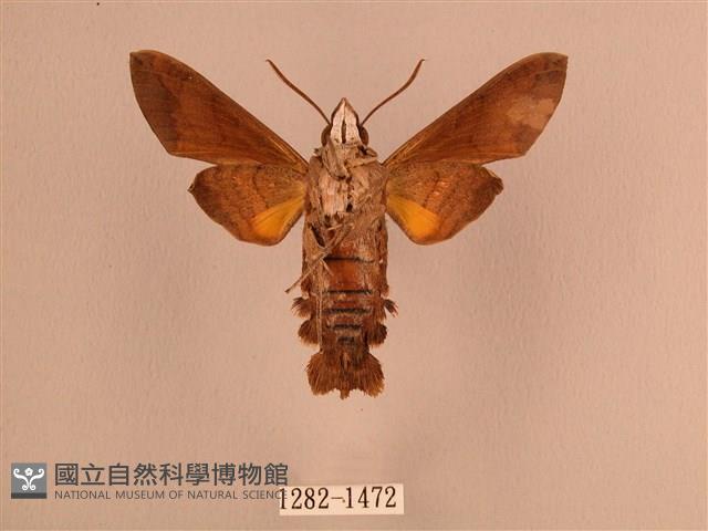 波斑長喙天蛾藏品圖，第2張