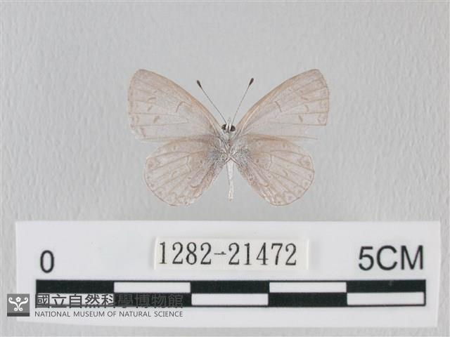 靛色琉灰蝶藏品圖，第2張