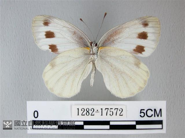 緣點白粉蝶藏品圖，第2張