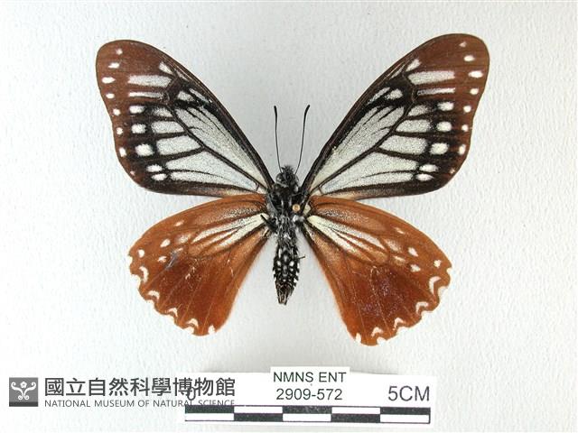 斑鳳蝶藏品圖，第2張